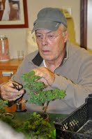 https://sites.google.com/site/tenjodo/galeries/scuola-d-arte-bonsai/cours-n/cours-n-ix/Dsc_7893%20(2).jpg