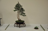 https://sites.google.com/site/tenjodo/galeries/Les-Expo-o-nous-tions/albi-2015/l-expo-bonsais/Dsc_7915.jpg