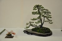 https://sites.google.com/site/tenjodo/galeries/Les-Expo-o-nous-tions/albi-2015/l-expo-bonsais/Dsc_7916.jpg