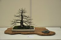https://sites.google.com/site/tenjodo/galeries/Les-Expo-o-nous-tions/albi-2015/l-expo-bonsais/Dsc_7927.jpg