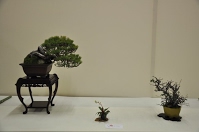 https://sites.google.com/site/tenjodo/galeries/Les-Expo-o-nous-tions/albi-2015/l-expo-bonsais/Dsc_7930.jpg