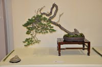 https://sites.google.com/site/tenjodo/galeries/Les-Expo-o-nous-tions/albi-2015/l-expo-bonsais/Dsc_7942.jpg