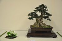 https://sites.google.com/site/tenjodo/galeries/Les-Expo-o-nous-tions/albi-2015/l-expo-bonsais/Dsc_7948.jpg