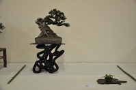 https://sites.google.com/site/tenjodo/galeries/Les-Expo-o-nous-tions/albi-2015/l-expo-bonsais/Dsc_7950.jpg