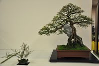 https://sites.google.com/site/tenjodo/galeries/Les-Expo-o-nous-tions/albi-2015/l-expo-bonsais/Dsc_7952.jpg