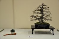 https://sites.google.com/site/tenjodo/galeries/Les-Expo-o-nous-tions/albi-2015/l-expo-bonsais/Dsc_7957.jpg