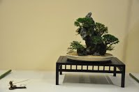https://sites.google.com/site/tenjodo/galeries/Les-Expo-o-nous-tions/albi-2015/l-expo-bonsais/Dsc_7960.jpg