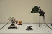 https://sites.google.com/site/tenjodo/galeries/Les-Expo-o-nous-tions/albi-2015/les-arbres-primes/Dsc_8103.jpg