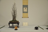 https://sites.google.com/site/tenjodo/galeries/Les-Expo-o-nous-tions/albi-2015/les-arbres-primes/Dsc_8104.jpg