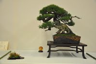 https://sites.google.com/site/tenjodo/galeries/Les-Expo-o-nous-tions/albi-2015/les-arbres-primes/Dsc_8107.jpg