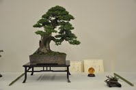 https://sites.google.com/site/tenjodo/galeries/Les-Expo-o-nous-tions/albi-2015/les-arbres-primes/Dsc_8108.jpg