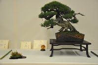 https://sites.google.com/site/tenjodo/galeries/Les-Expo-o-nous-tions/albi-2015/les-arbres-primes/Dsc_8114.jpg