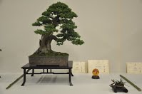 https://sites.google.com/site/tenjodo/galeries/Les-Expo-o-nous-tions/albi-2015/les-arbres-primes/Dsc_8115.jpg