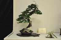 https://sites.google.com/site/tenjodo/galeries/Les-Expo-o-nous-tions/albi-2015/les-arbres-primes/Dsc_8119.jpg