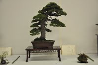 https://sites.google.com/site/tenjodo/galeries/Les-Expo-o-nous-tions/albi-2015/les-arbres-primes/Dsc_8120.jpg
