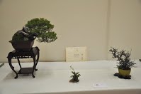 https://sites.google.com/site/tenjodo/galeries/Les-Expo-o-nous-tions/albi-2015/les-arbres-primes/Dsc_8135.jpg