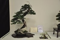 https://sites.google.com/site/tenjodo/galeries/Les-Expo-o-nous-tions/albi-2015/les-arbres-primes/Dsc_8161.jpg