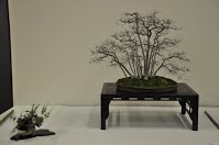 https://sites.google.com/site/tenjodo/galeries/Les-Expo-o-nous-tions/albi-2015/nos-arbres/Dsc_7913.jpg