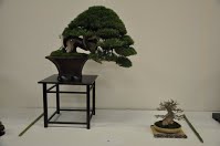 https://sites.google.com/site/tenjodo/galeries/Les-Expo-o-nous-tions/albi-2015/nos-arbres/Dsc_7936.jpg