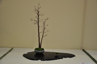 https://sites.google.com/site/tenjodo/galeries/Les-Expo-o-nous-tions/albi-2015/nos-arbres/Dsc_7958.jpg
