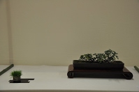 https://sites.google.com/site/tenjodo/galeries/Les-Expo-o-nous-tions/albi-2015/nos-arbres/Dsc_7959.jpg