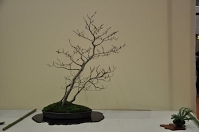 https://sites.google.com/site/tenjodo/galeries/Les-Expo-o-nous-tions/albi-2015/nos-arbres/Dsc_7963.jpg