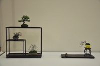 https://sites.google.com/site/tenjodo/galeries/Les-Expo-o-nous-tions/albi-2015/nos-arbres/Dsc_7964.jpg