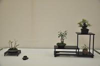 https://sites.google.com/site/tenjodo/galeries/Les-Expo-o-nous-tions/albi-2015/nos-arbres/Dsc_7965.jpg