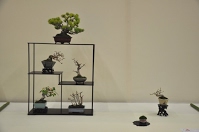 https://sites.google.com/site/tenjodo/galeries/Les-Expo-o-nous-tions/albi-2015/nos-arbres/Dsc_7966.jpg