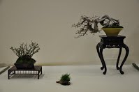 https://sites.google.com/site/tenjodo/galeries/Les-Expo-o-nous-tions/albi-2015/nos-arbres/Dsc_7969.jpg