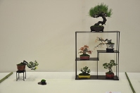 https://sites.google.com/site/tenjodo/galeries/Les-Expo-o-nous-tions/albi-2015/nos-arbres/Dsc_7974.jpg