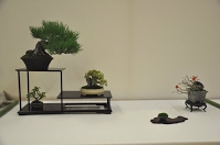 https://sites.google.com/site/tenjodo/galeries/Les-Expo-o-nous-tions/albi-2015/nos-arbres/Dsc_7982.jpg