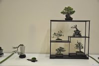 https://sites.google.com/site/tenjodo/galeries/Les-Expo-o-nous-tions/albi-2015/nos-arbres/Dsc_7985.jpg