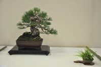 https://sites.google.com/site/tenjodo/galeries/Les-Expo-o-nous-tions/albi-2015/nos-arbres/Dsc_7994.jpg