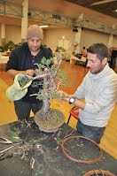 https://sites.google.com/site/tenjodo/galeries/Les-Expo-o-nous-tions/albi-2015/nos-arbres/Dsc_8150.jpgk