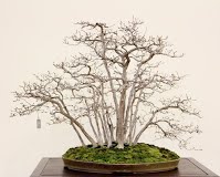 https://sites.google.com/site/tenjodo/galeries/Les-Expo-o-nous-tions/albi-2015/nos-arbres-primes/12265652_527238054101238_1030346626577521939_o.jpg