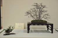 https://sites.google.com/site/tenjodo/galeries/Les-Expo-o-nous-tions/albi-2015/nos-arbres-primes/Dsc_8109.jpg