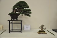 https://sites.google.com/site/tenjodo/galeries/Les-Expo-o-nous-tions/albi-2015/nos-arbres-primes/Dsc_8127.jpg