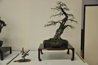 https://sites.google.com/site/tenjodo/galeries/Les-Expo-o-nous-tions/albi-2015/les-arbres-primes/Dsc_7941.jpg