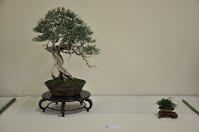 https://sites.google.com/site/tenjodo/galeries/Les-Expo-o-nous-tions/albi-2015/les-arbres-primes/Dsc_7943.jpg