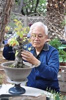 https://sites.google.com/site/tenjodo/galeries/scuola-d-arte-bonsai/separation-d-un-punus-mume