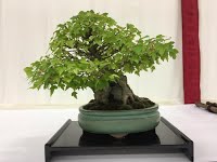 https://sites.google.com/site/tenjodo/galeries/Les-Expo-o-nous-tions/maulevrier-2016/14222148_10208710956665435_8600133455679231738_n.jpg?attredirects=0