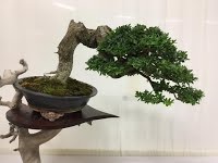 https://sites.google.com/site/tenjodo/galeries/Les-Expo-o-nous-tions/maulevrier-2016/14333072_10208719148950237_539806138445281629_n.jpg